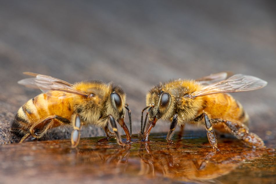 Feeding honey bees during winter