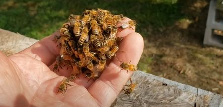 Do Queen Bees Sting Are Queen Bees Harmless One Honey Bee